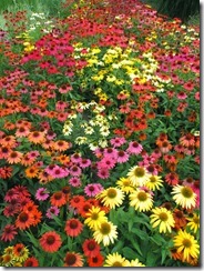 Cone Flower Mix Colors