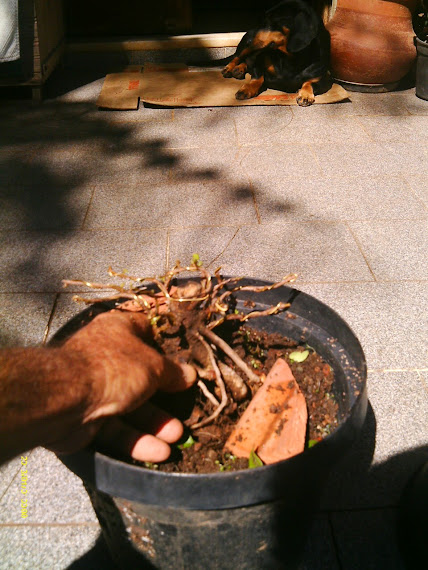 Uma raiz de Ficus Microcarpa... IMAG0335