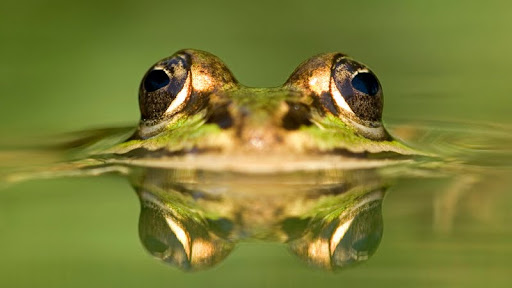 Reflection, Edible Frog, Germany.jpg