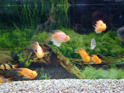 Aquarium Shop «Oranda aquarium», reviews and photos, 302 N La Brea Ave, Los Angeles, CA 90036, USA