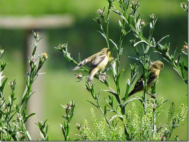 LesserGoldfinch_female