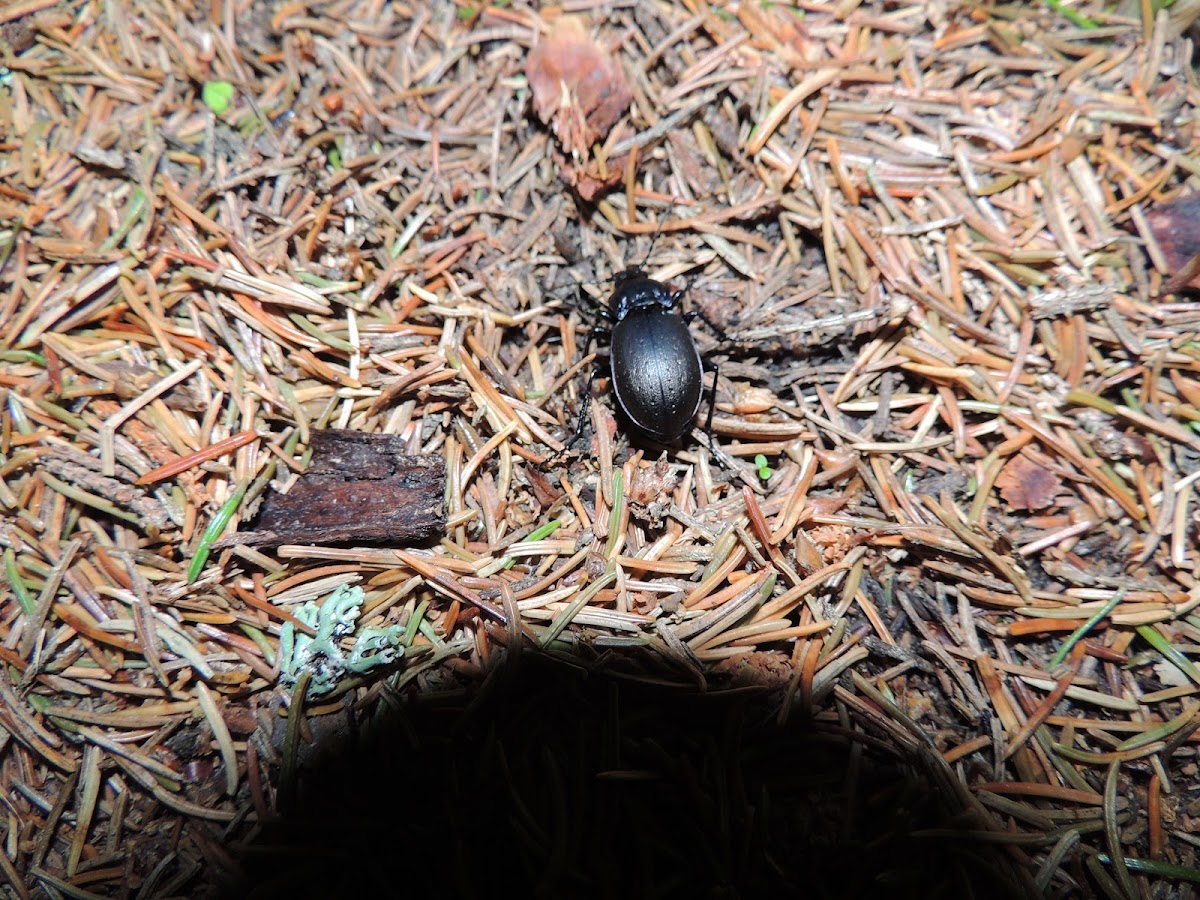 Bronze Carabid