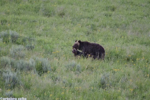 5 días en YELLOWSTONE NATIONAL PARK. Empieza el "Safari"!! - OESTE DE EEUU 2015. UN MES POR LOS PARQUES NATURALES DE 6 ESTADOS (TERMINADO!!) (2)