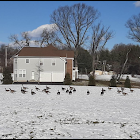 Canada Geese