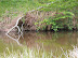 Pond at the east end of Captains Wood