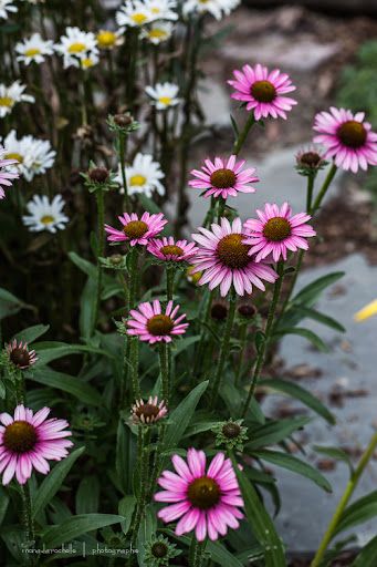 Echinacea Pixie Meadowbrite Echin-pixie-meadowbrite-130727-22rm