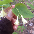 American Fly Honeysuckle