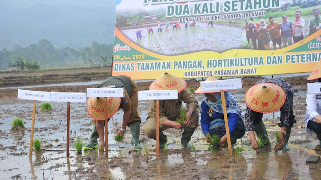 Sumbar Targetkan Produksi Beras 3 Juta Ton Per Tahun.