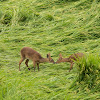 Korean water deer