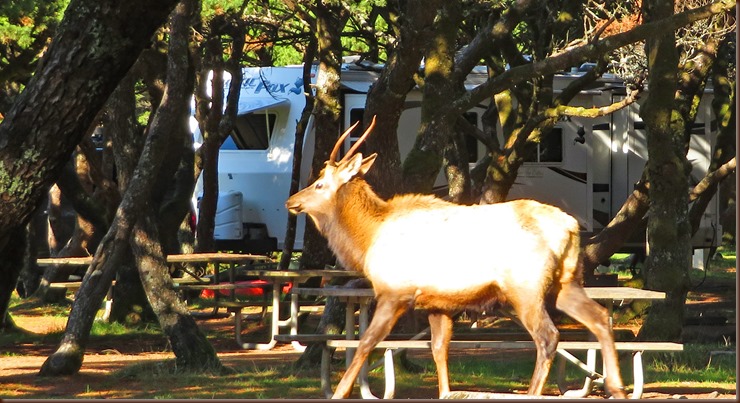 Nehalem OR27-8 Nov 2018