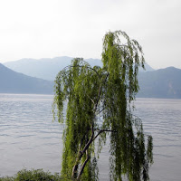 Albero Solitario di 