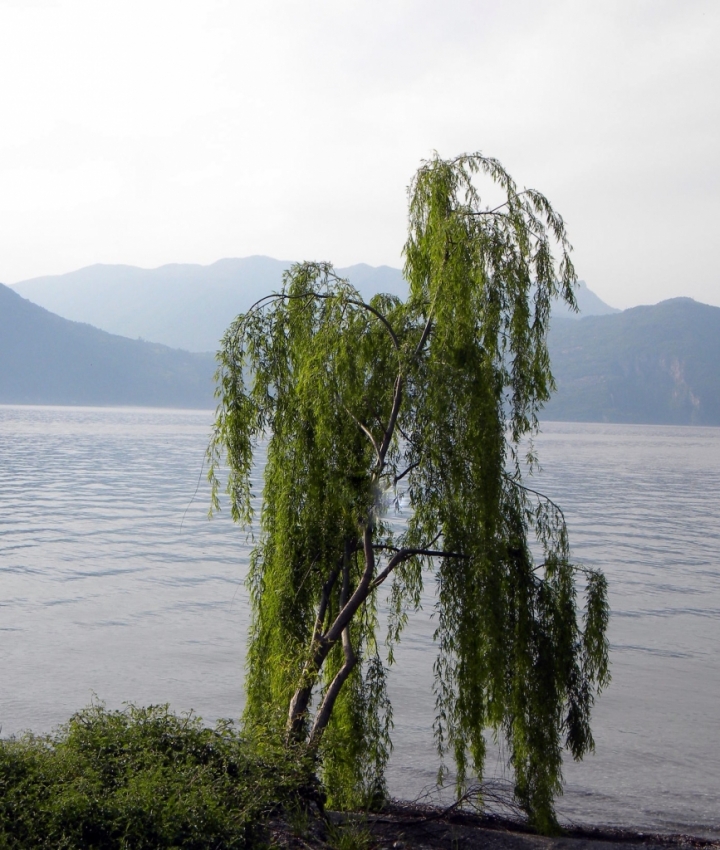 Albero Solitario di Maggiolina