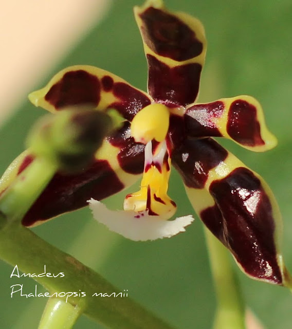 Phalaenopsis mannii - Страница 2 IMG_7291