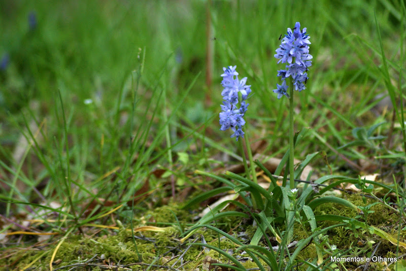 Primavera em Tons de Azul