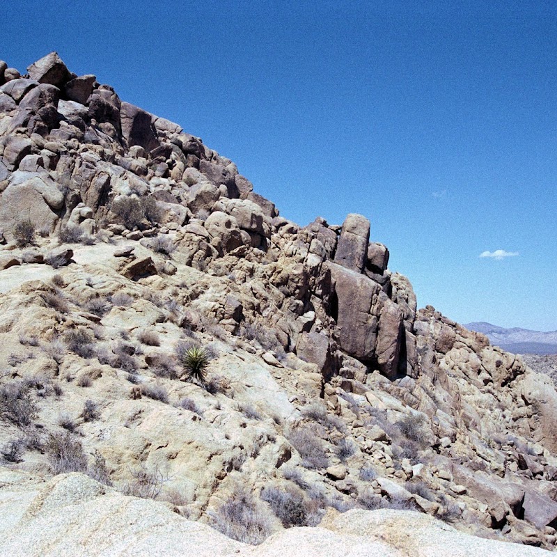 Joshua Tree JoshTree_04.jpg