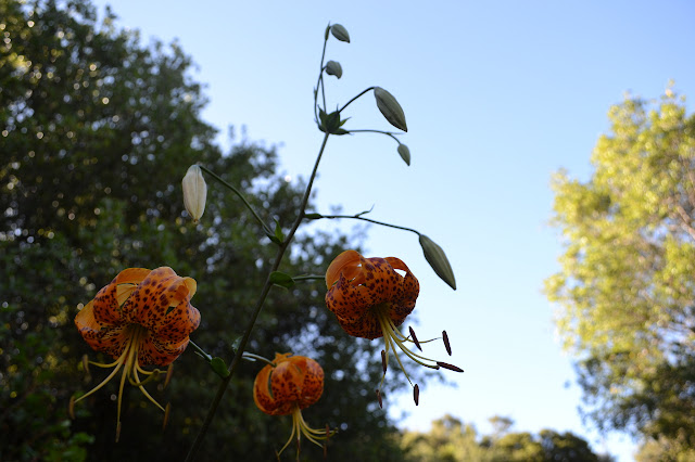 three more flowers and six buds