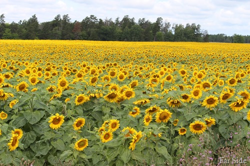 sunflower field