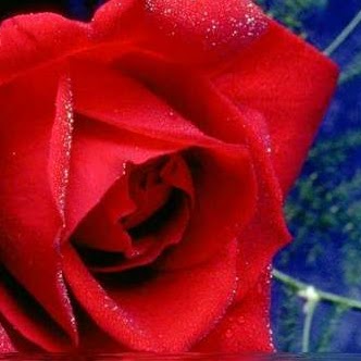 Rose Shine Photo 26