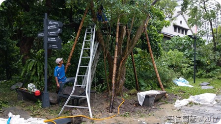 松山文創樹木扶正_170816_0024