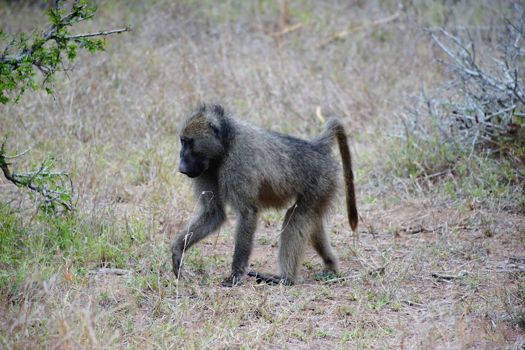 Kruger National Park