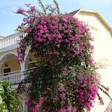 Een Bougainville.