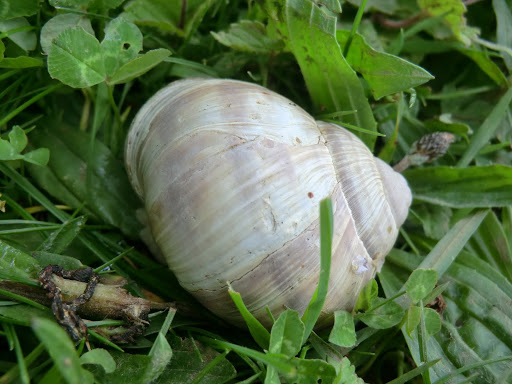 CIMG7091 Roman snail, Chipstead Downs