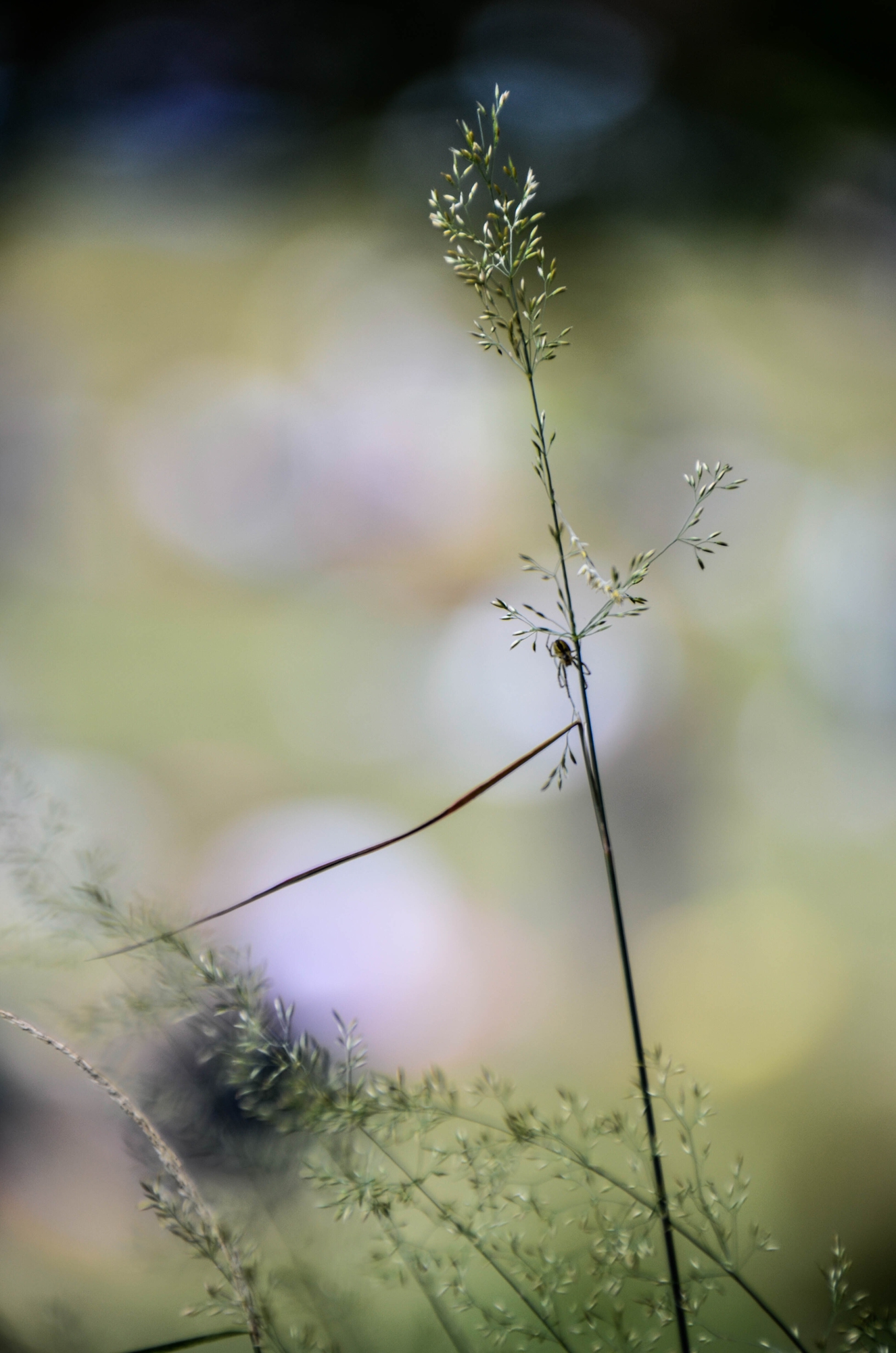 Spider friend di Monaci.marco_ph