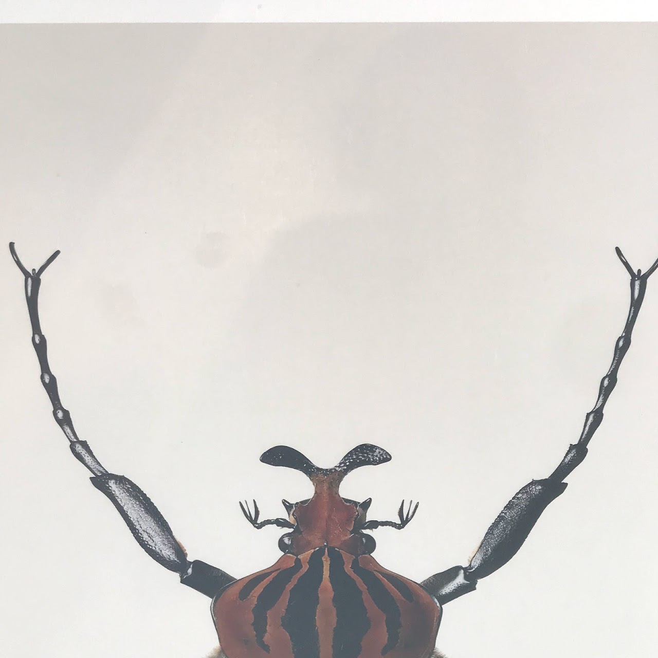 Hagedornhagen Framed Goliathus Cacicus Print