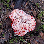 Bleeding Tooth Fungus