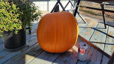 Ripened pumpkin with diet Coke can for scale