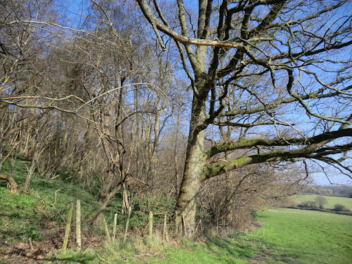 CIMG2891 Alongside the bottom of Tenchleys Wood