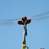 Red-mantled Saddlebags Dragonfly