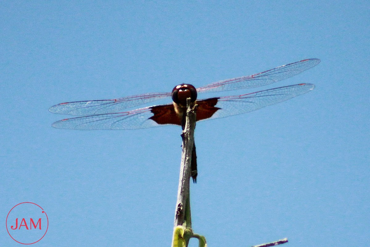 Red-mantled Saddlebags Dragonfly