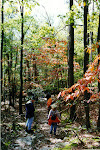 Strolling through the forest in autumn, Catoctin Mountain Park in Thurmont, Maryland.