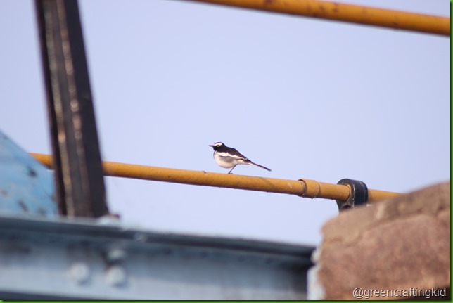 Pied Wagtail