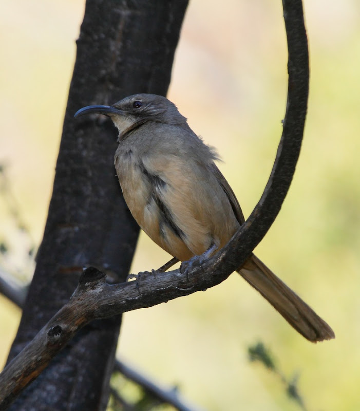 IMAGE: https://lh3.googleusercontent.com/-Bf5EXs66JZc/TuZoKrUG2_I/AAAAAAABPDo/zuHAhe0JsXw/s800/WS_096668r.jpg