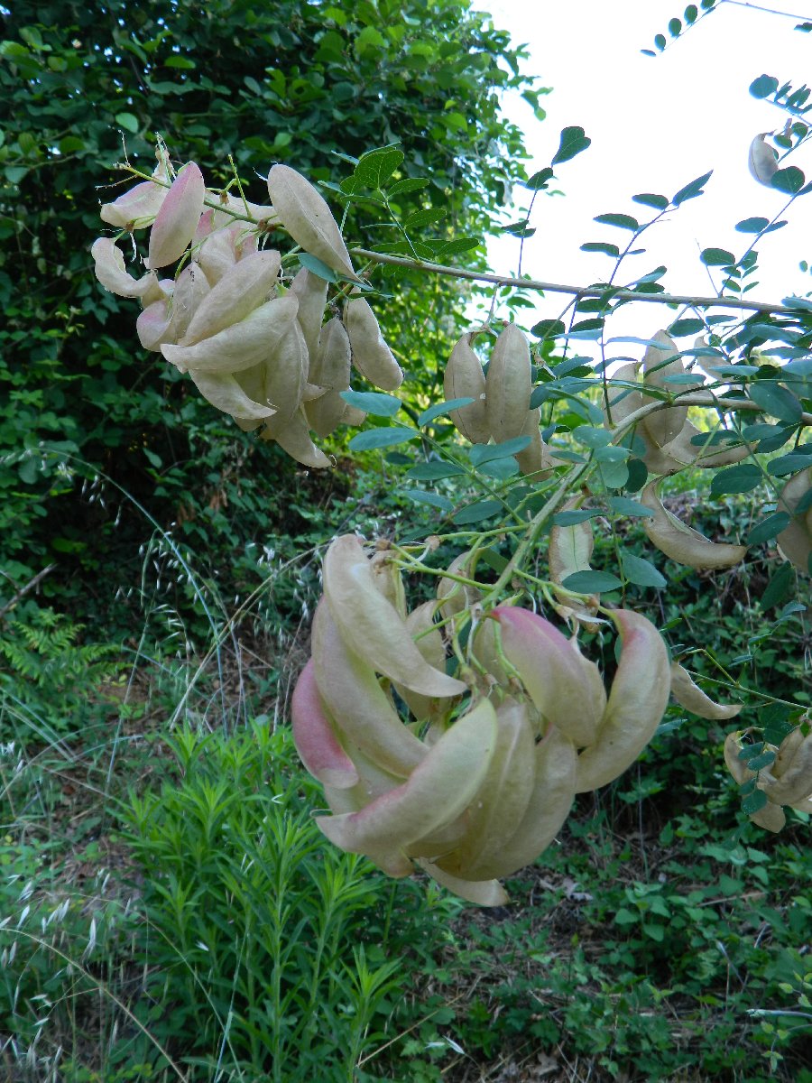 Common bladder senna