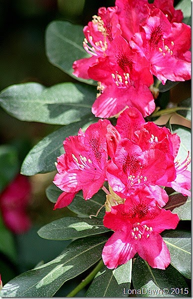 Rhododendron Red 4