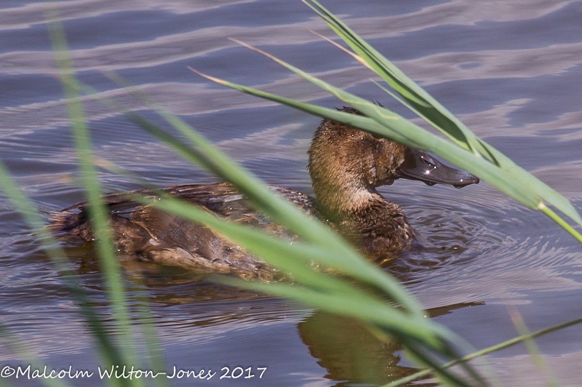 Pochard; Porrón Común