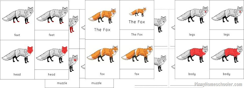 Europe Continent Red Fox and Snowy Owl Nomenclature Cards