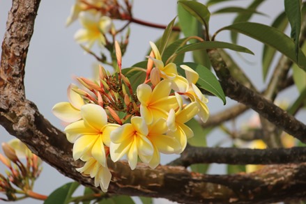 frangipani