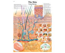 La Cure, Skin Disorders and Diseases. www.brendasjordan.com