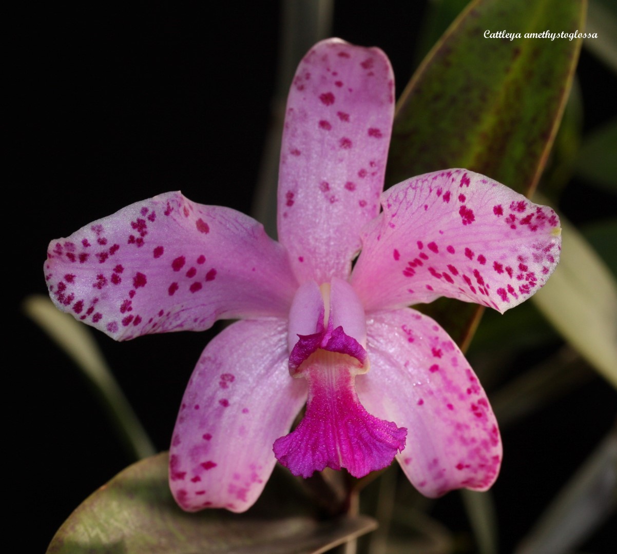 Cattleya amethystoglossa IMG_7505b%252520%252528Large%252529