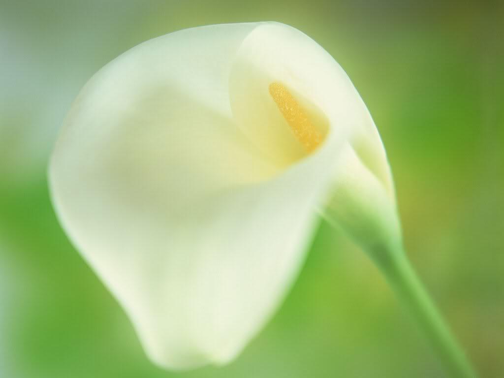 Stargazer Lily Picture