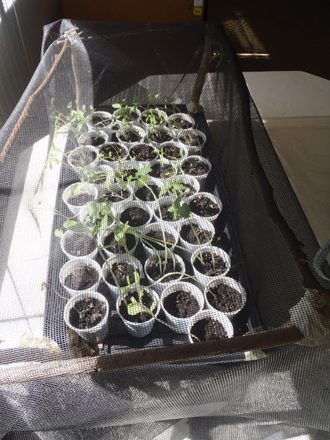 seedlings