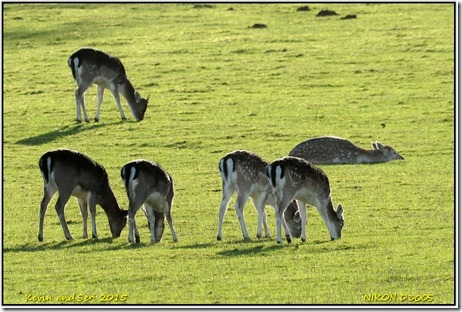 Bradgate Park - December