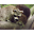Cute Raccoons Wallpapers Pictures HD Download on Windows