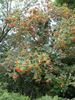 DSCF8809 Rowan tree, near Quell Farm