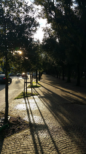 Pineta di Barcola