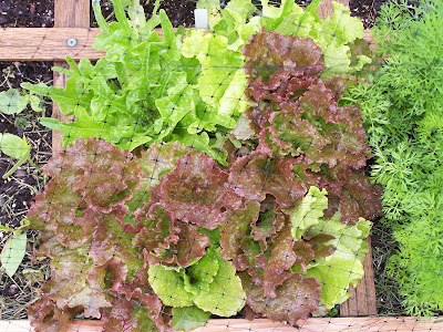 Need help identifying type of lettuce 841_1219